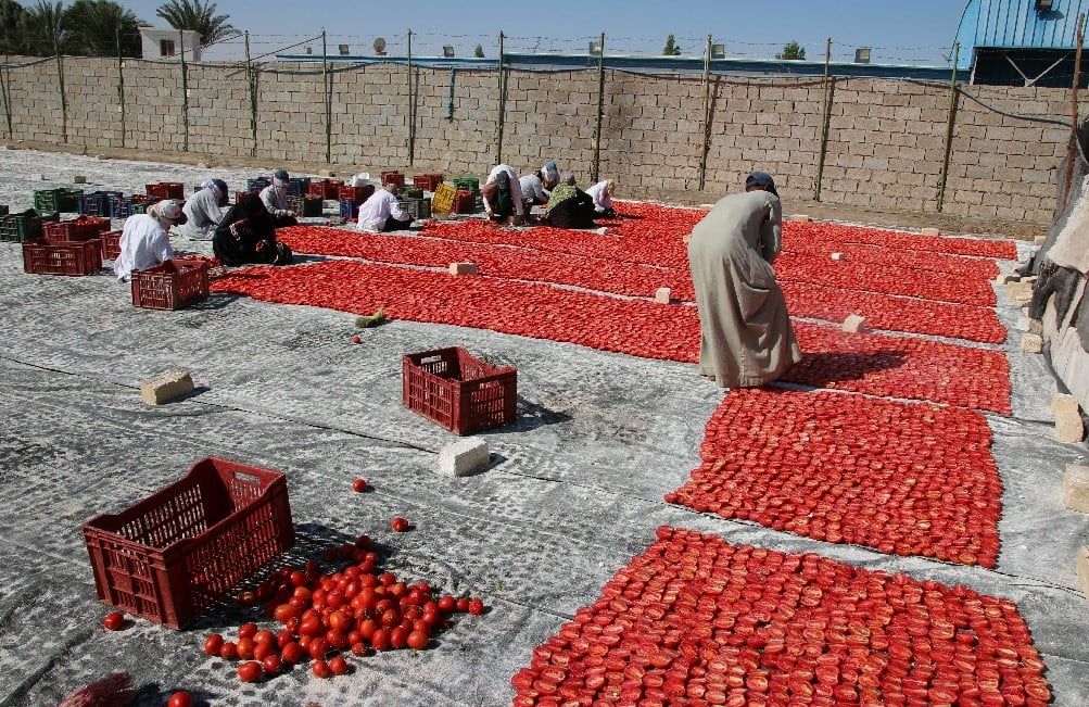 فرق الفتيات خلال العمل فى تجفيف الطماطم بالأقصر فرق الفتيات خلال العمل فى تجفيف الطماطم بالأقصر