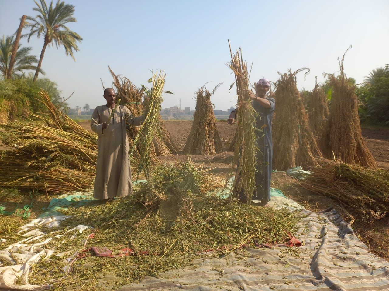 درس السمسم يدويا بقنا درس السمسم يدويا بقنا