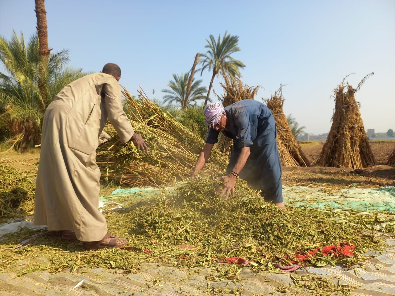 دريس السمسم يدويا دريس السمسم يدويا