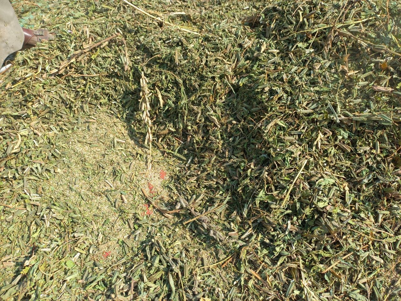 السمسم بعد تجفيفه السمسم بعد تجفيفه