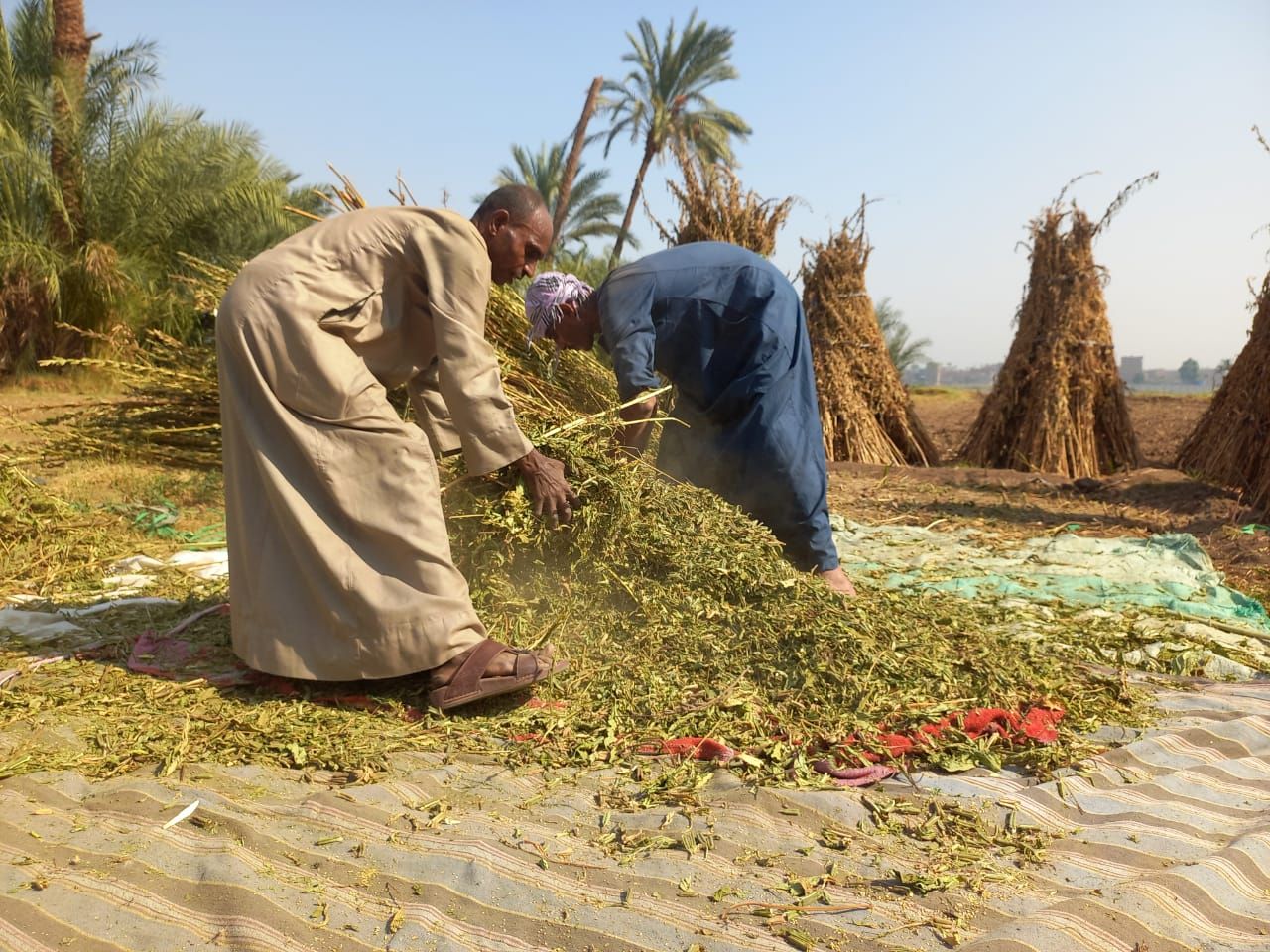 زراعة وحصاد السمسم بقنا زراعة وحصاد السمسم بقنا
