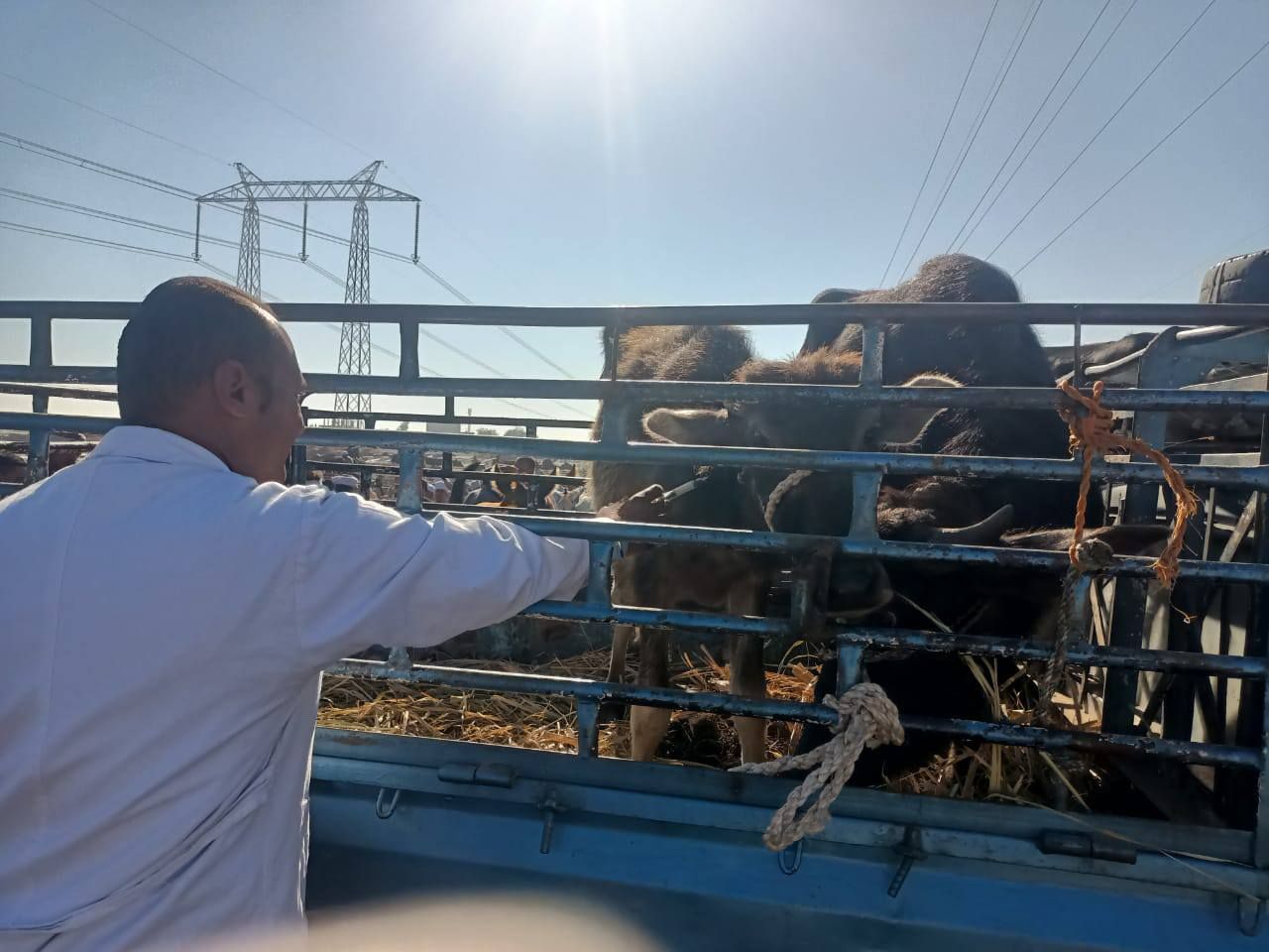 تحصين الماشية في سوق إسنا الأسبوعى للتأكد بخلوها من الأمراض الوبائية تحصين الماشية في سوق إسنا الأسبوعى للتأكد بخلوها من الأمراض الوبائية