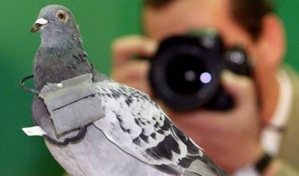 حمامة روسية حمامة روسية