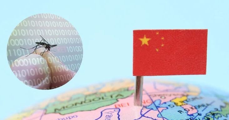 البعوضة الصينية البعوضة الصينية