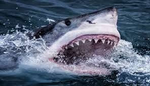 ذعر يجتاح سواحل اليمن