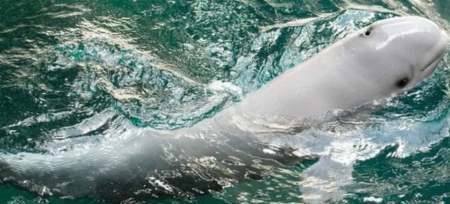 الحوت الجاسوس الروسى الحوت الجاسوس الروسى