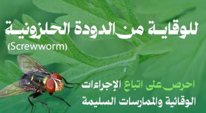 إجراءات الوقاية من الدودة الحلزونية لحماية الثروة الحيوانية