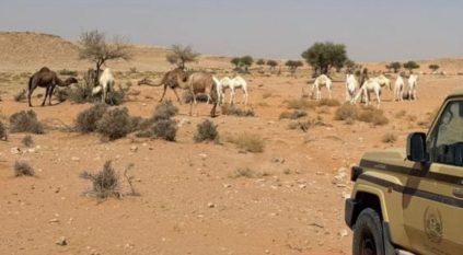 ضبط مواطن رعى 50 متنًا من الإبل في محمية الملك عبدالعزيز