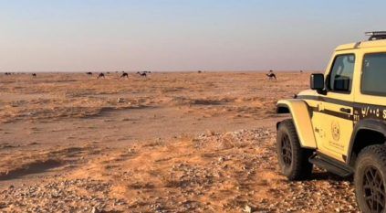 ضبط مواطن رعى 28 متنًا من الإبل في محمية الإمام عبدالعزيز