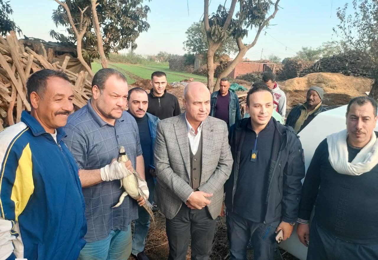 التمساح التمساح