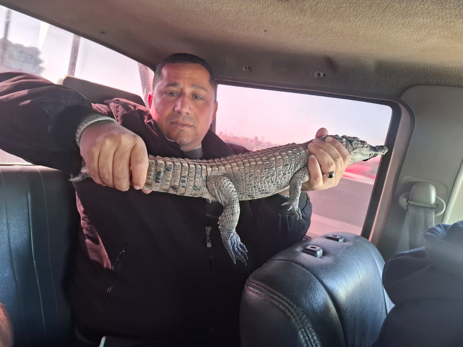 تمساح الزوامل في قبضة رئيس وحدة التماسيح بوزارة البيئة تمساح الزوامل في قبضة رئيس وحدة التماسيح بوزارة البيئة