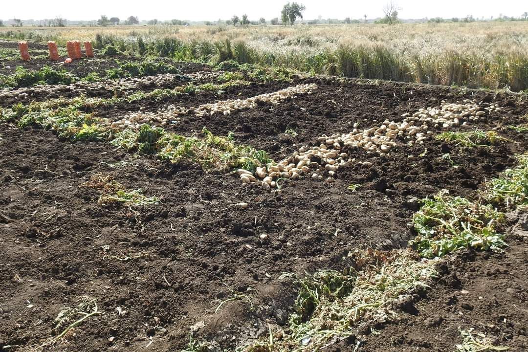 الارض منورة بالبطاطس الارض منورة بالبطاطس