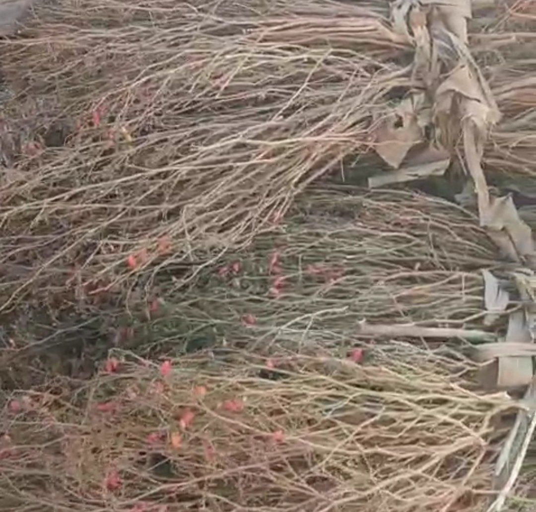 _محصول الشطة بعد الحصاد _محصول الشطة بعد الحصاد