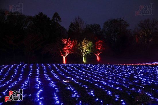 زينة عيد الميلاد فى الحديقة النباتية فى برلين زينة عيد الميلاد فى الحديقة النباتية فى برلين