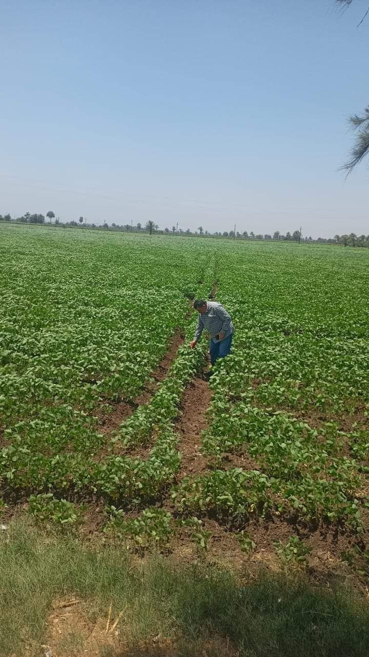 محصول البطاطس قبل الحصاد محصول البطاطس قبل الحصاد