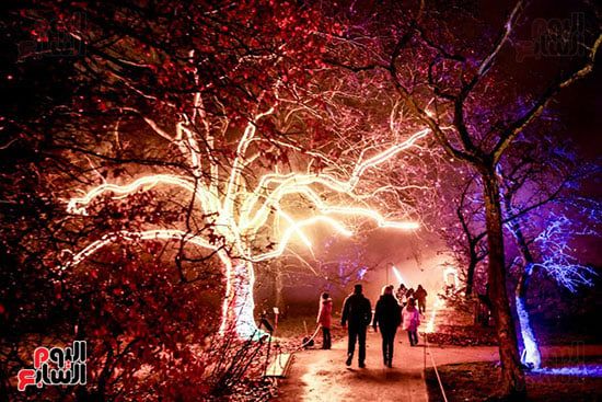 أشجار تزينت بالأضواء أشجار تزينت بالأضواء