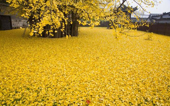 شجرة من نوع الجنكة الذهبية شجرة من نوع الجنكة الذهبية