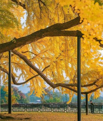 سحر الطبيعة فى الصين وسط أشجار الجنكة سحر الطبيعة فى الصين وسط أشجار الجنكة