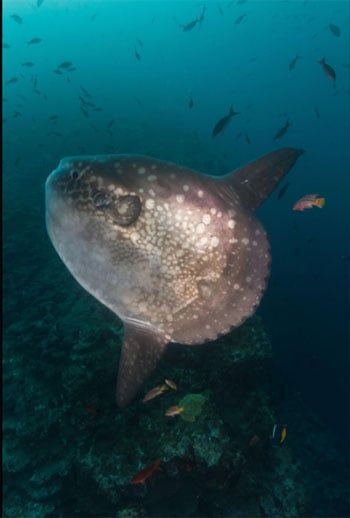 مولا مولا سمكة الشمس العملاقة سفيرة جمال البحر الأحمر مولا مولا سمكة الشمس العملاقة سفيرة جمال البحر الأحمر