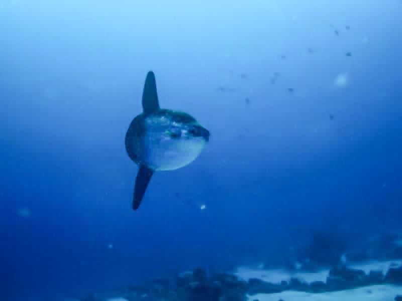 سمكة الشمس العملاقة ذات الوزن الكبير سمكة الشمس العملاقة ذات الوزن الكبير