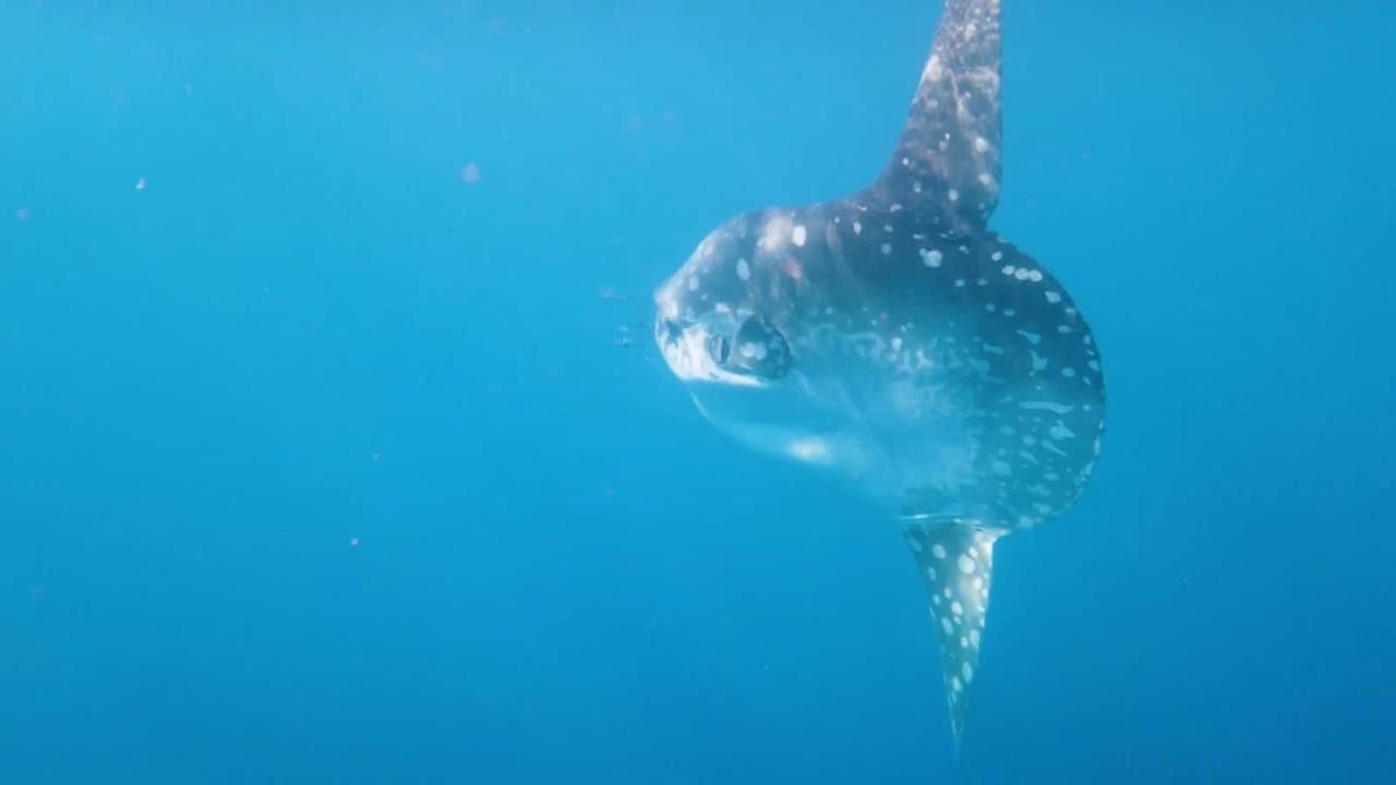 سمكة الشمس العملاقة سمكة الشمس العملاقة