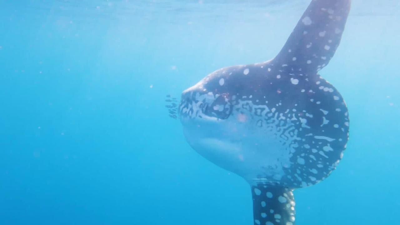 تعيش فى المياه العميقة تعيش فى المياه العميقة