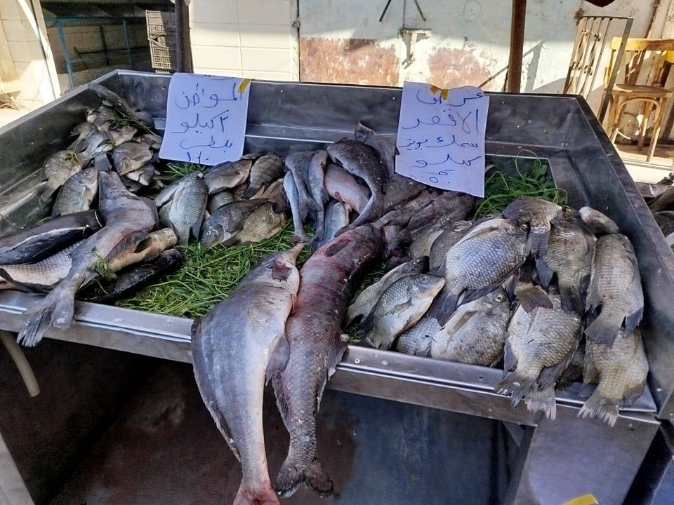 توفير أسماك بسوق اليوم الواحد رقم 47 في شرق السكة الحديد بالأقصر توفير أسماك بسوق اليوم الواحد رقم 47 في شرق السكة الحديد بالأقصر