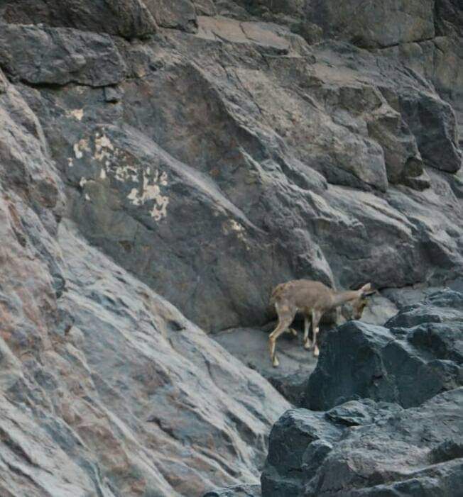 الوعل النوبى بمحميات البحر الأحمر الوعل النوبى بمحميات البحر الأحمر