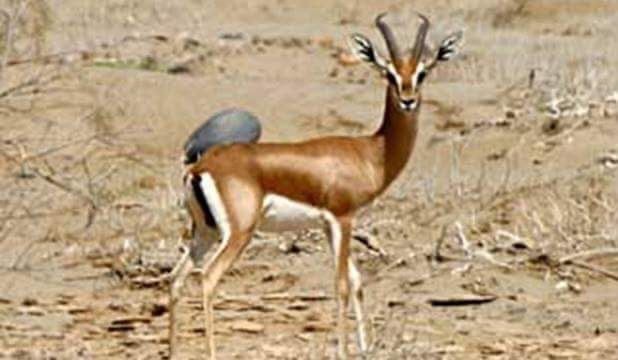 الغزال المصرى الغزال المصرى