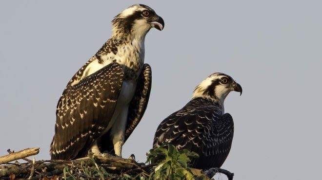 الصقور فى المحميات،بالبحر الأحمر الصقور فى المحميات،بالبحر الأحمر