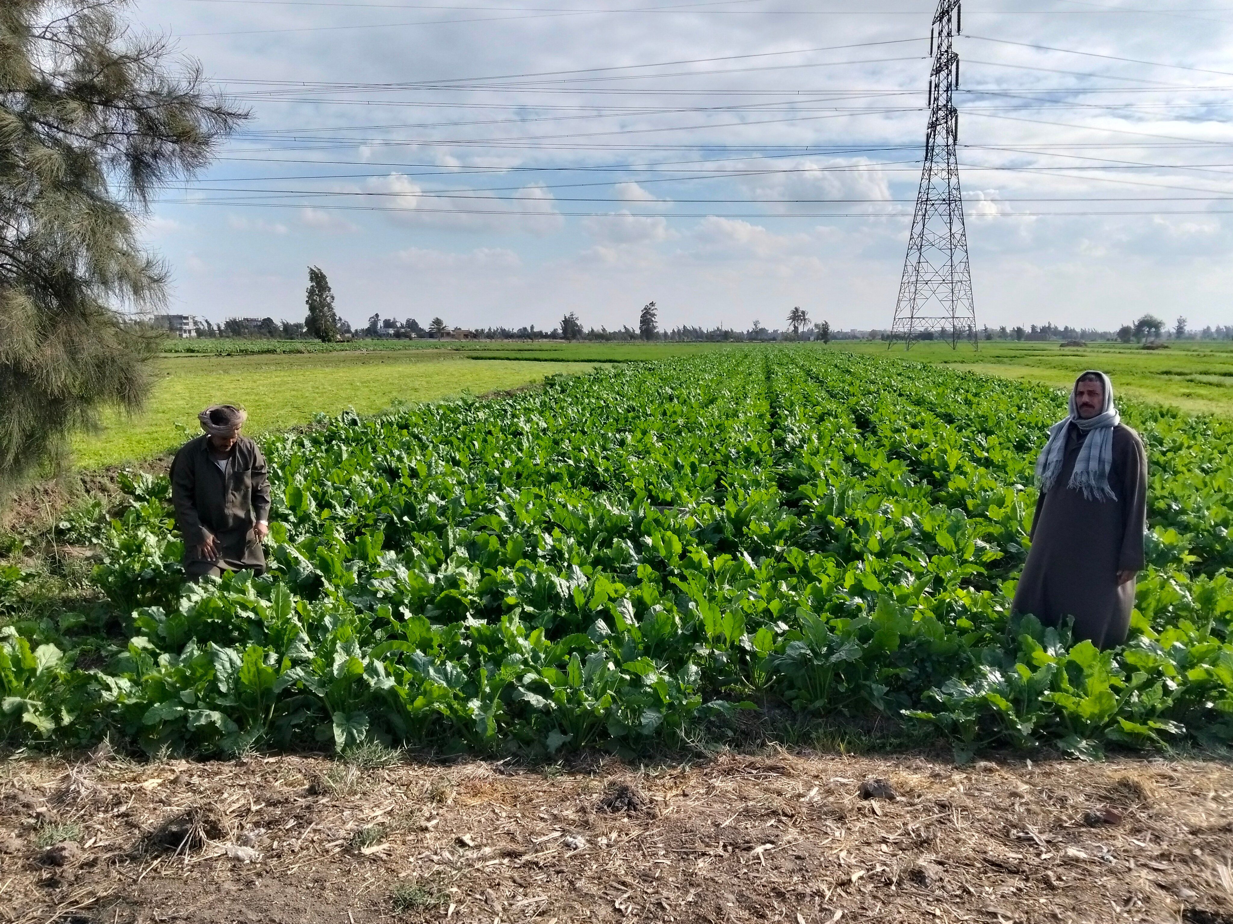 محصول البنجر محصول البنجر
