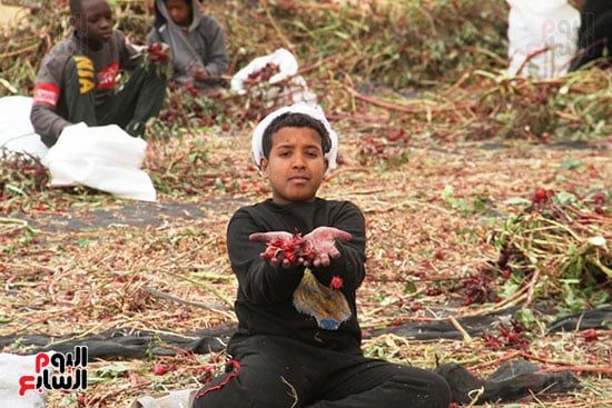 فرحة-الحصاد فرحة-الحصاد