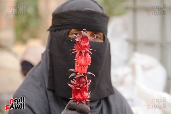 السيدات-والكركديه السيدات-والكركديه