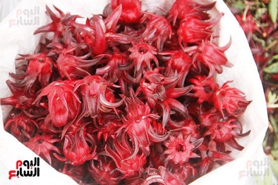 الكركديه-فى-الأجولة الكركديه-فى-الأجولة