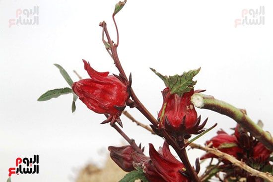 زهرة-الكركديه زهرة-الكركديه