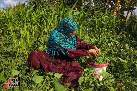 تجميع الفاصوليا تجميع الفاصوليا