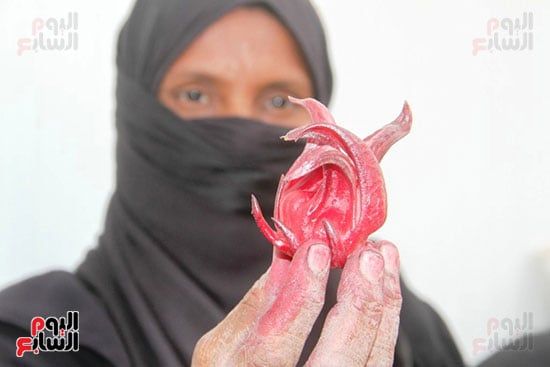 زهرة-الكركديه-الأسوانى زهرة-الكركديه-الأسوانى