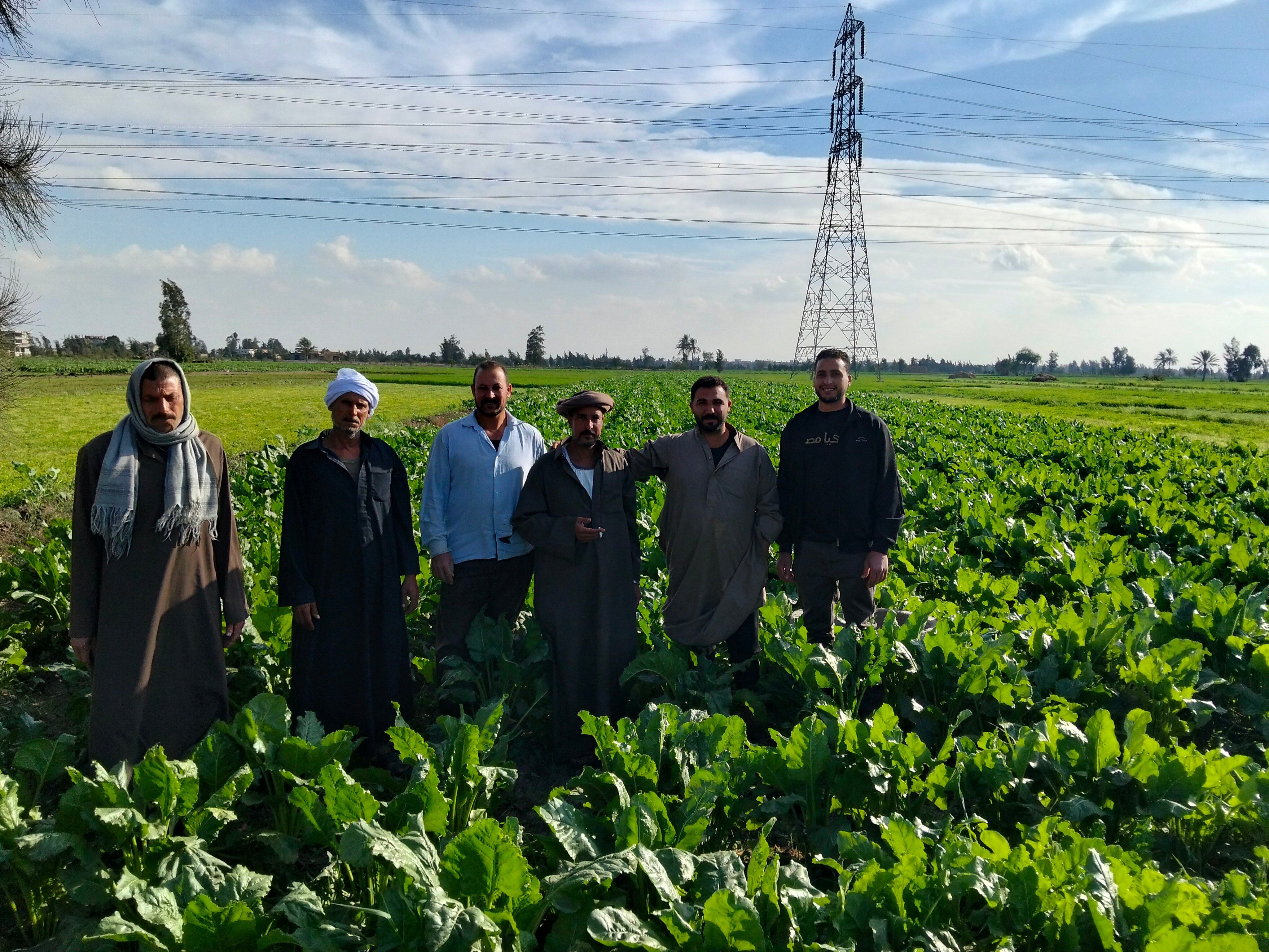 زراعة البنجر بالشرقية زراعة البنجر بالشرقية