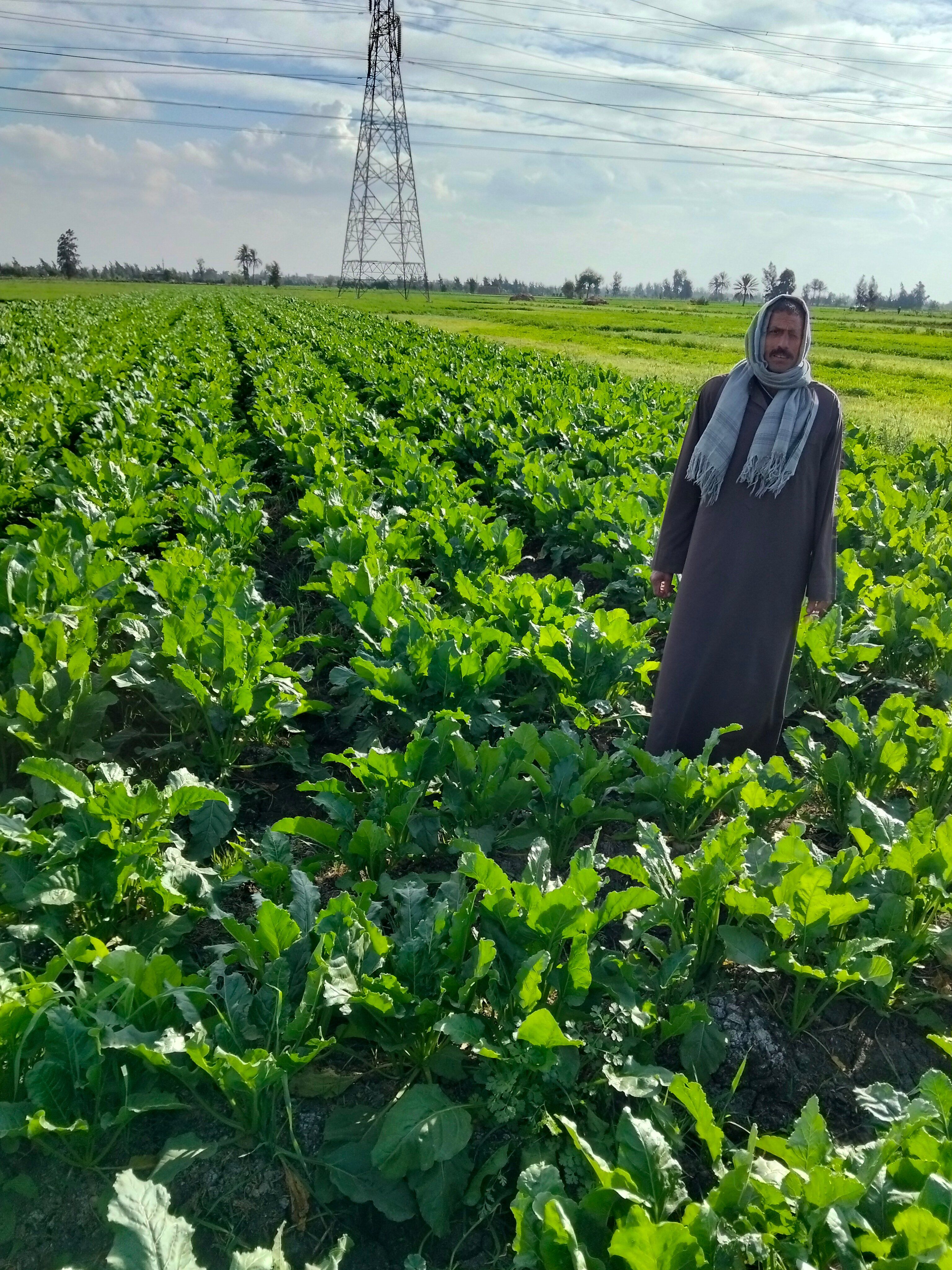 المزارعين. المزارعين.