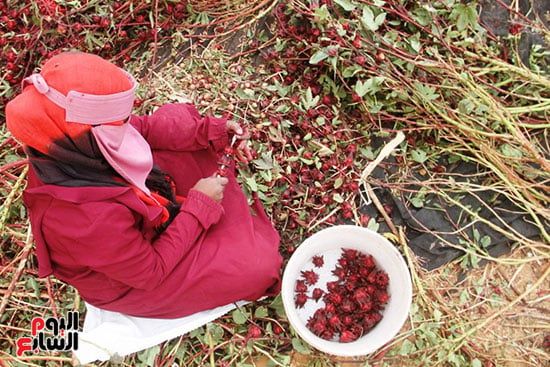 أثناء-الحصاد أثناء-الحصاد
