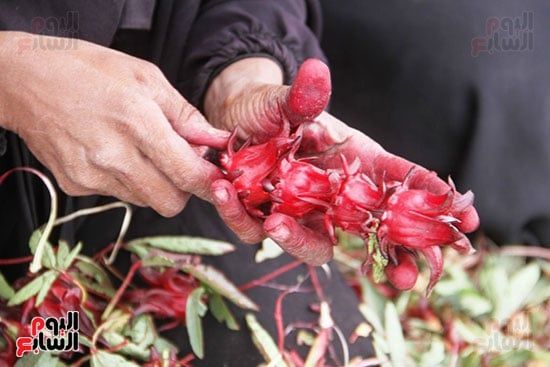 تقشير-الكركديه تقشير-الكركديه