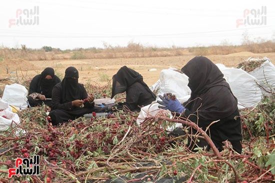 السيدات-فى-الحصاد السيدات-فى-الحصاد