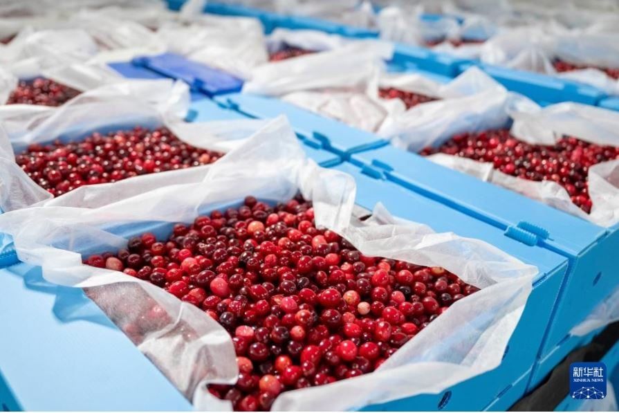 التوت البرى فى الصين (7)