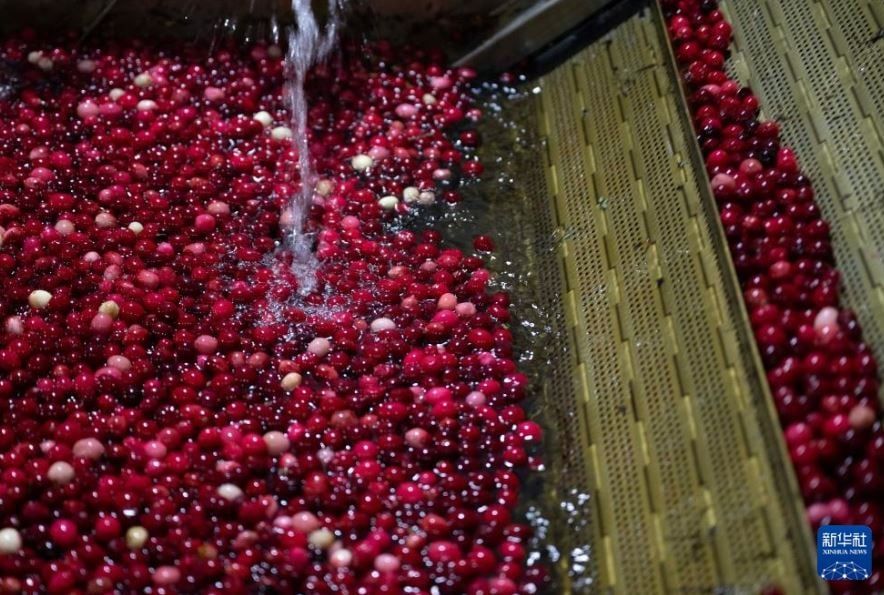 التوت البرى فى الصين (1) التوت البرى فى الصين (1)