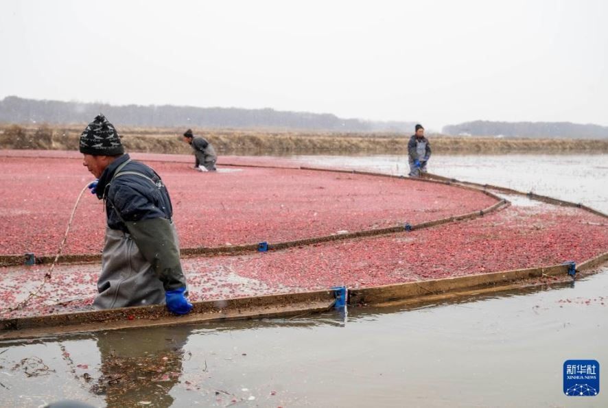 التوت البرى فى الصين (3) التوت البرى فى الصين (3)