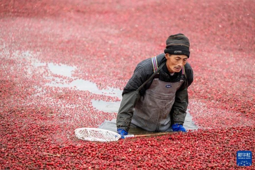 التوت البرى فى الصين (2) التوت البرى فى الصين (2)