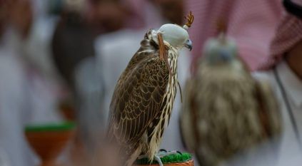 لأول مرة.. شوطان للصقور المنغولية في مهرجان الملك عبدالعزيز للصقور بجوائز 887 ألف ريال