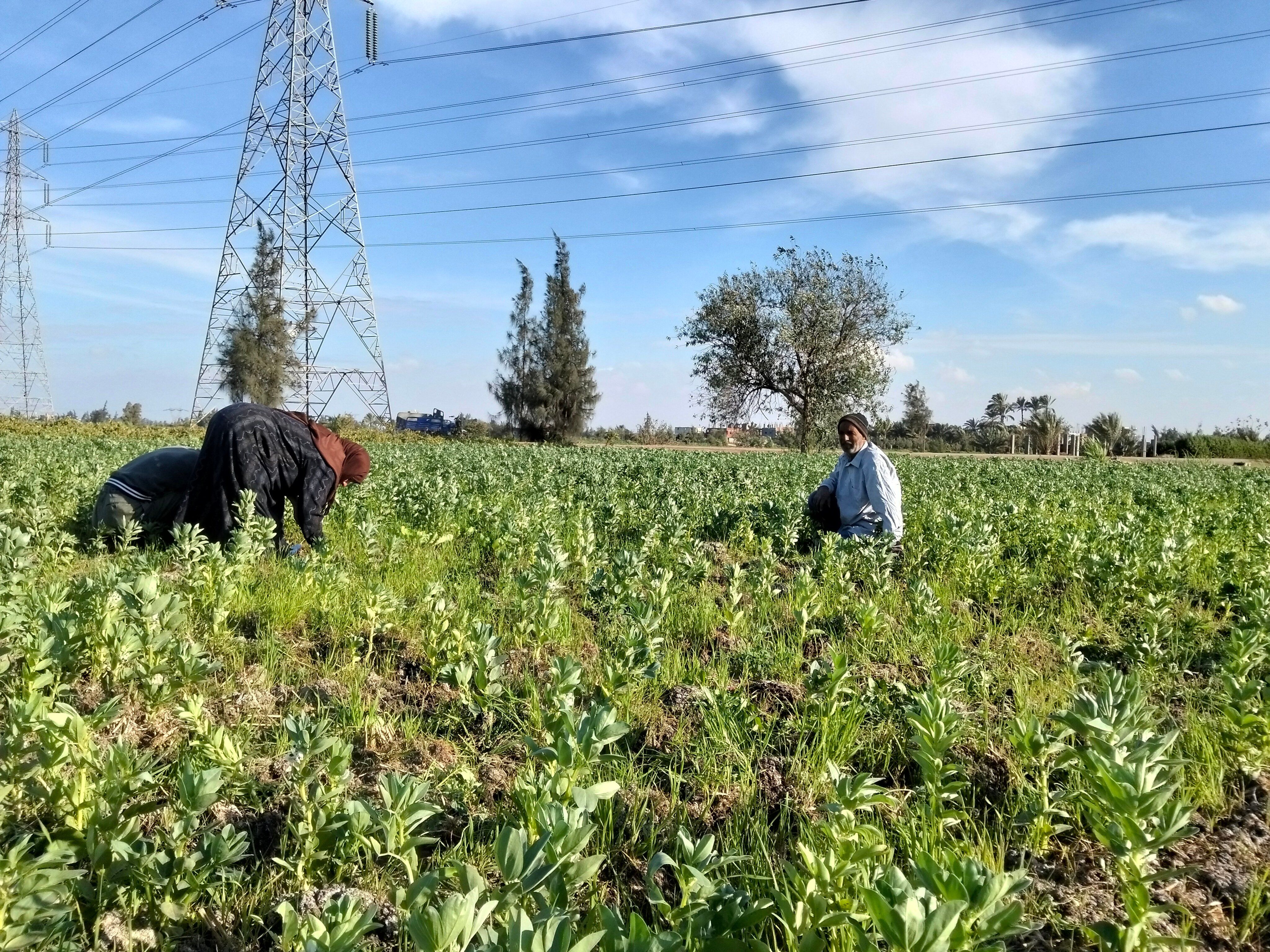 الفول البلدى