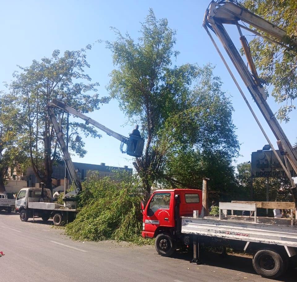 تهذيب الأشجار