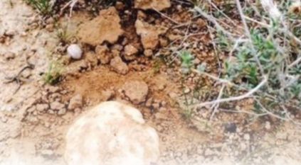 حرس الحدود للباحثين عن الفقع: لا تقتربوا من الحدود البرية